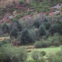 Acebeda (Ilex aquifolium)